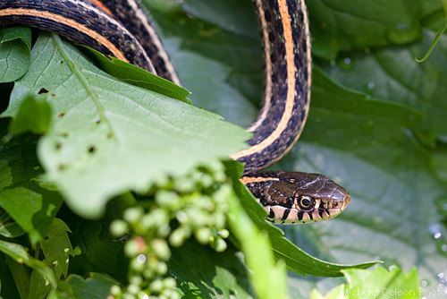 Backyard Snake