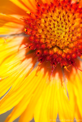 Prairie Flowers