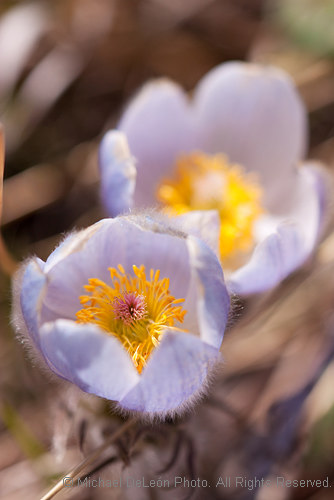 Spring Blooms!