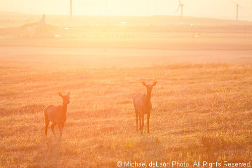 Spring Elk