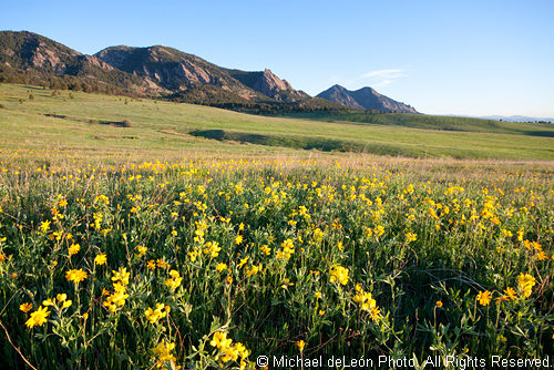 Prairie Flowers