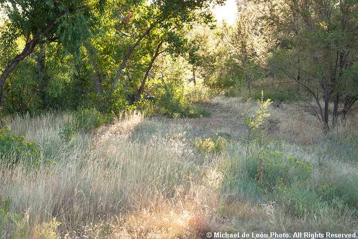 Wheat Ridge Light