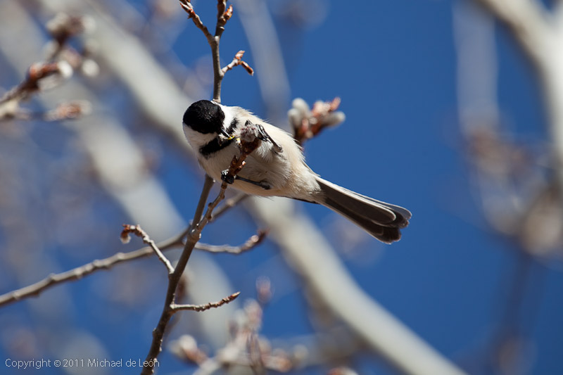 Chickadees