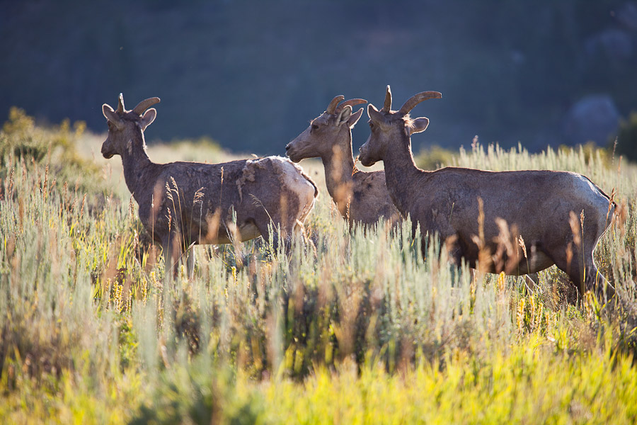 Bighorn Morning