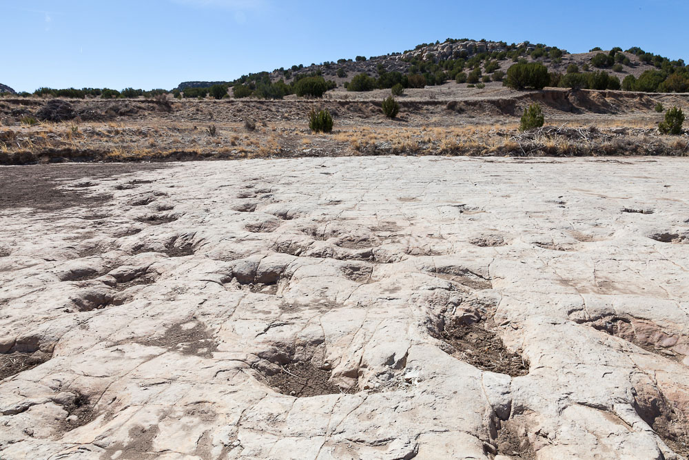 Dino Tracks