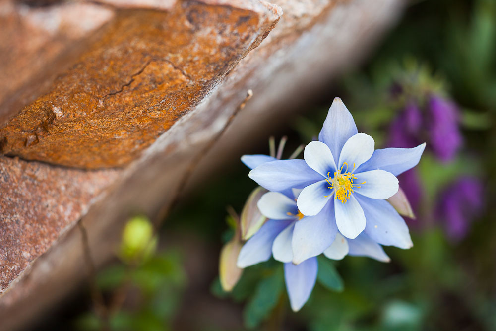 Divide Columbines