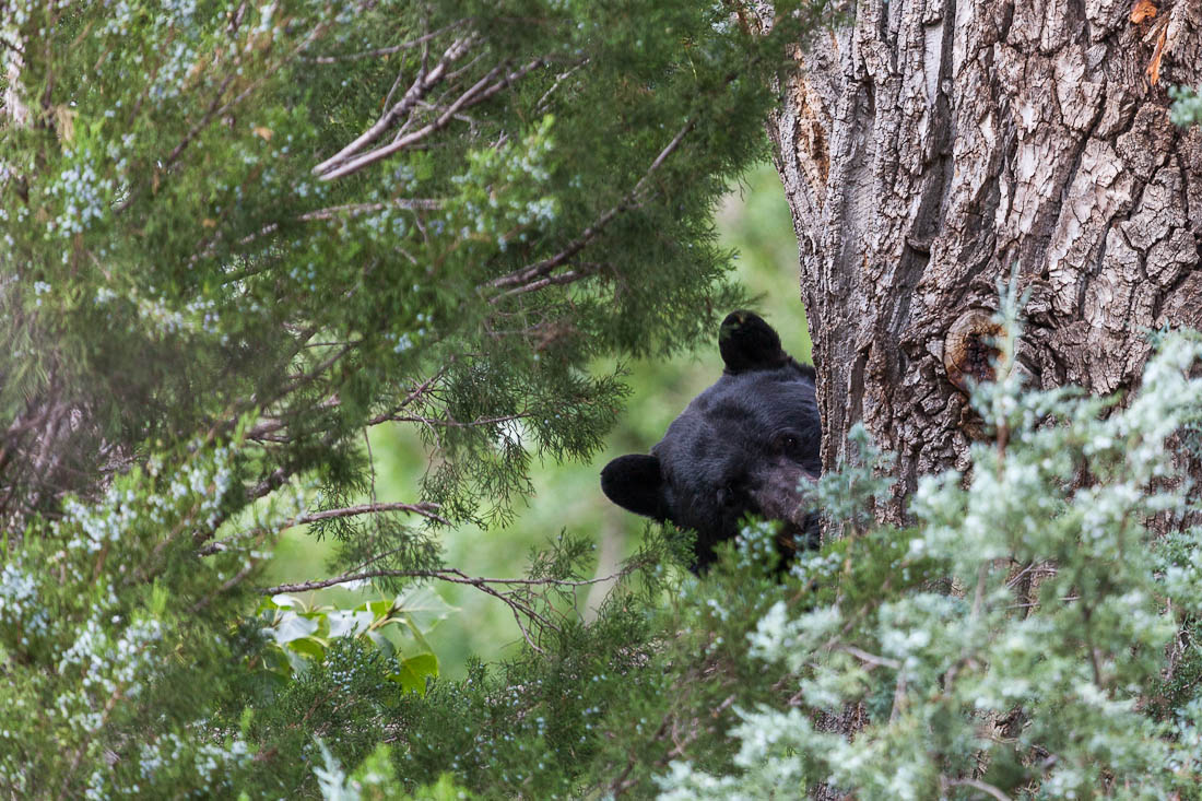 Boulder Bear