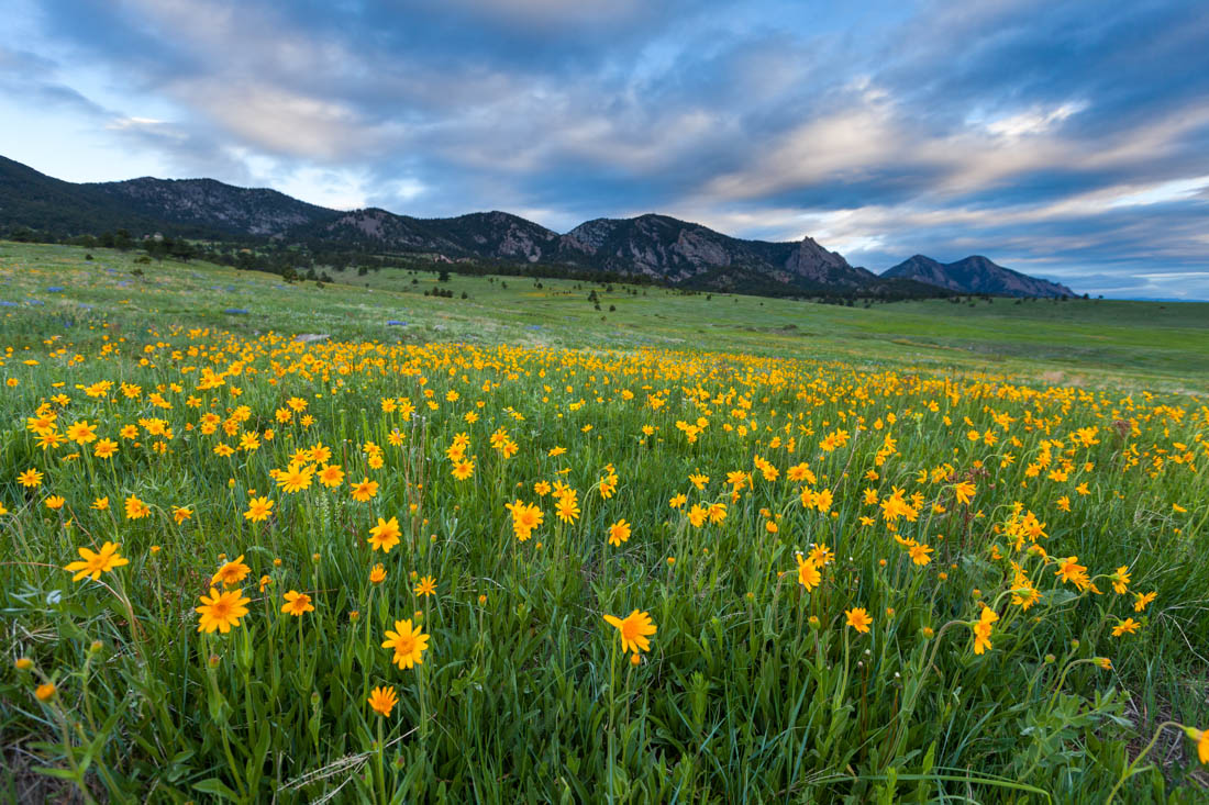 Prairie Sunflowers